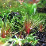 吐血谷精草-缩略图-4