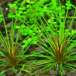 吐血谷精草-缩略图-5