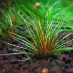 吐血谷精草-缩略图-6