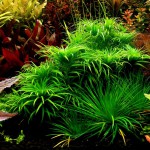 太阳草-缩略图-1