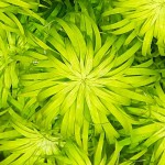 太阳草-缩略图-2