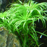 太阳草-缩略图-3