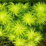 太阳草-缩略图-4