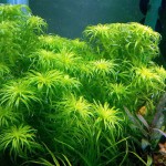 太阳草-缩略图-5