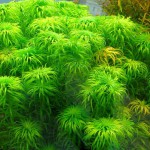 太阳草-缩略图-6