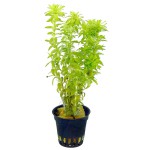 宽叶太阳草-缩略图-1