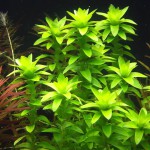 宽叶太阳草-缩略图-2