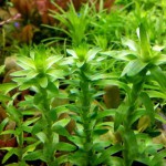 宽叶太阳草-缩略图-3