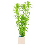 宽叶太阳草-缩略图-4