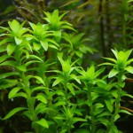 宽叶太阳草-缩略图-5