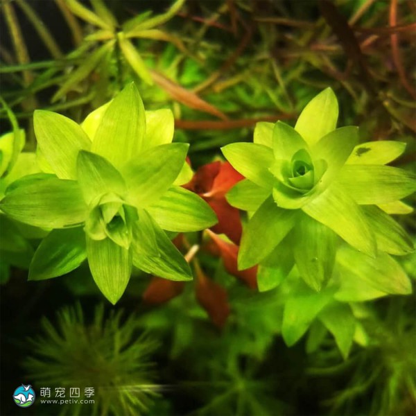 宽叶太阳草-6