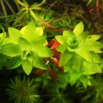 宽叶太阳草-缩略图-6