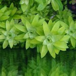 宽叶太阳草-缩略图-7