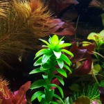 莲座太阳花-缩略图-1