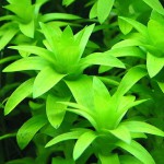 莲座太阳花-缩略图-3