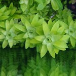 莲座太阳花-缩略图-4