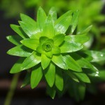 莲座太阳花-缩略图-5