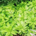 莲座太阳花-缩略图-6