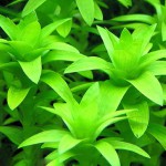 莲座太阳花-缩略图-7