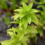 莲座太阳花-缩略图-9