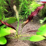 紫爵皇冠草-缩略图-1