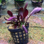 紫爵皇冠草-缩略图-4