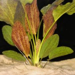 芬达皇冠草-缩略图-3