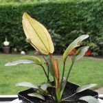 芬达皇冠草-缩略图-4