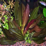 女皇皇冠草-缩略图-1