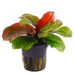 女皇皇冠草-缩略图-2