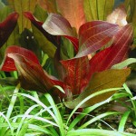 女皇皇冠草-缩略图-3