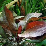 女皇皇冠草-缩略图-4