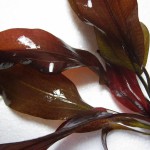 女皇皇冠草-缩略图-5