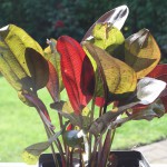 女皇皇冠草-缩略图-6