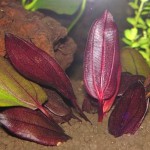 女皇皇冠草-缩略图-7