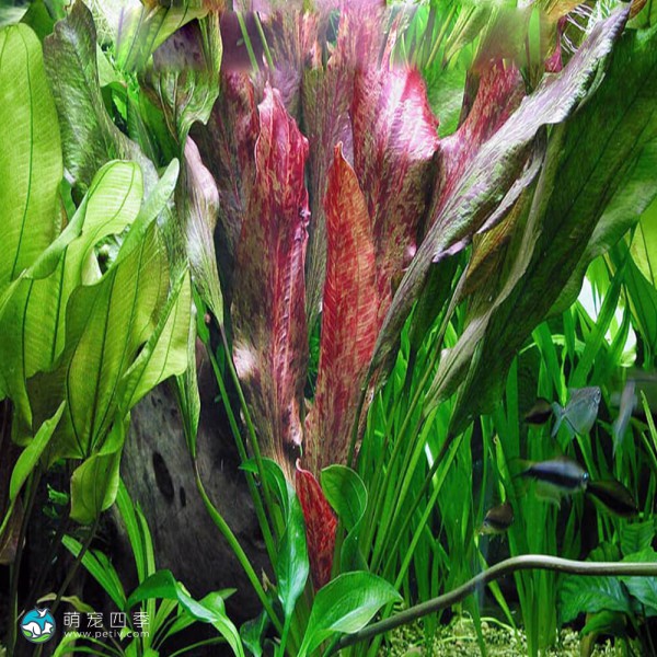 红色邪恶皇冠草-2