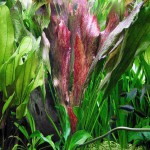 红色邪恶皇冠草-缩略图-2