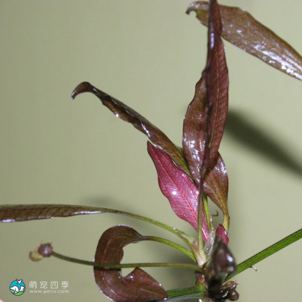 红色邪恶皇冠草-3