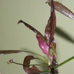 红色邪恶皇冠草-缩略图-3