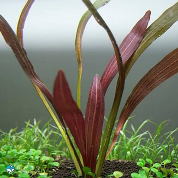 红色邪恶皇冠草-4