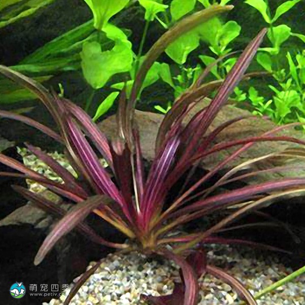 红色邪恶皇冠草-5