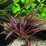 红色邪恶皇冠草-缩略图-5