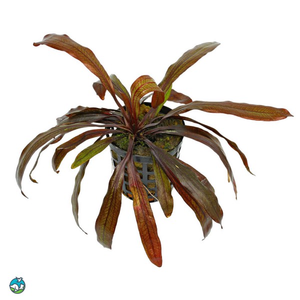 红色邪恶皇冠草-6