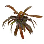 红色邪恶皇冠草-缩略图-6