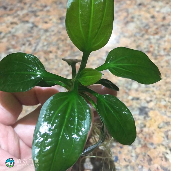 榄仁叶皇冠草-2