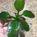 榄仁叶皇冠草-缩略图-2