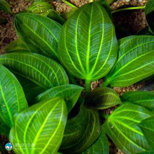 榄仁叶皇冠草-1