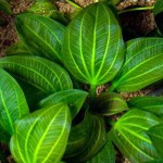 榄仁叶皇冠草-缩略图-1