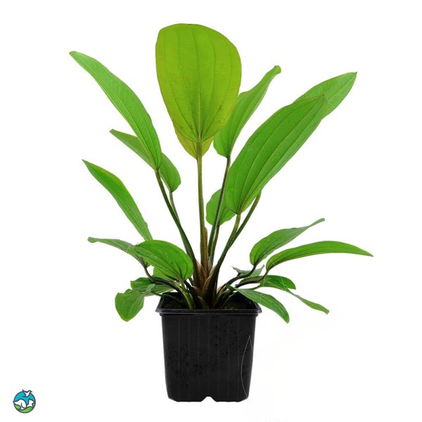 榄仁叶皇冠草-3