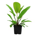 榄仁叶皇冠草-缩略图-3